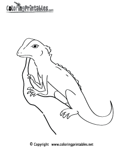 Rainforest Lizard Coloring Page