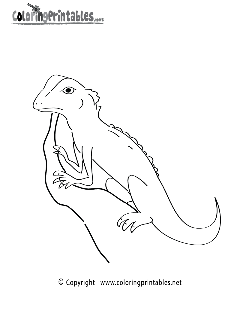 Rainforest Lizard Coloring Page Printable.